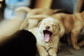 Add-On: Senior/Puppy Care
