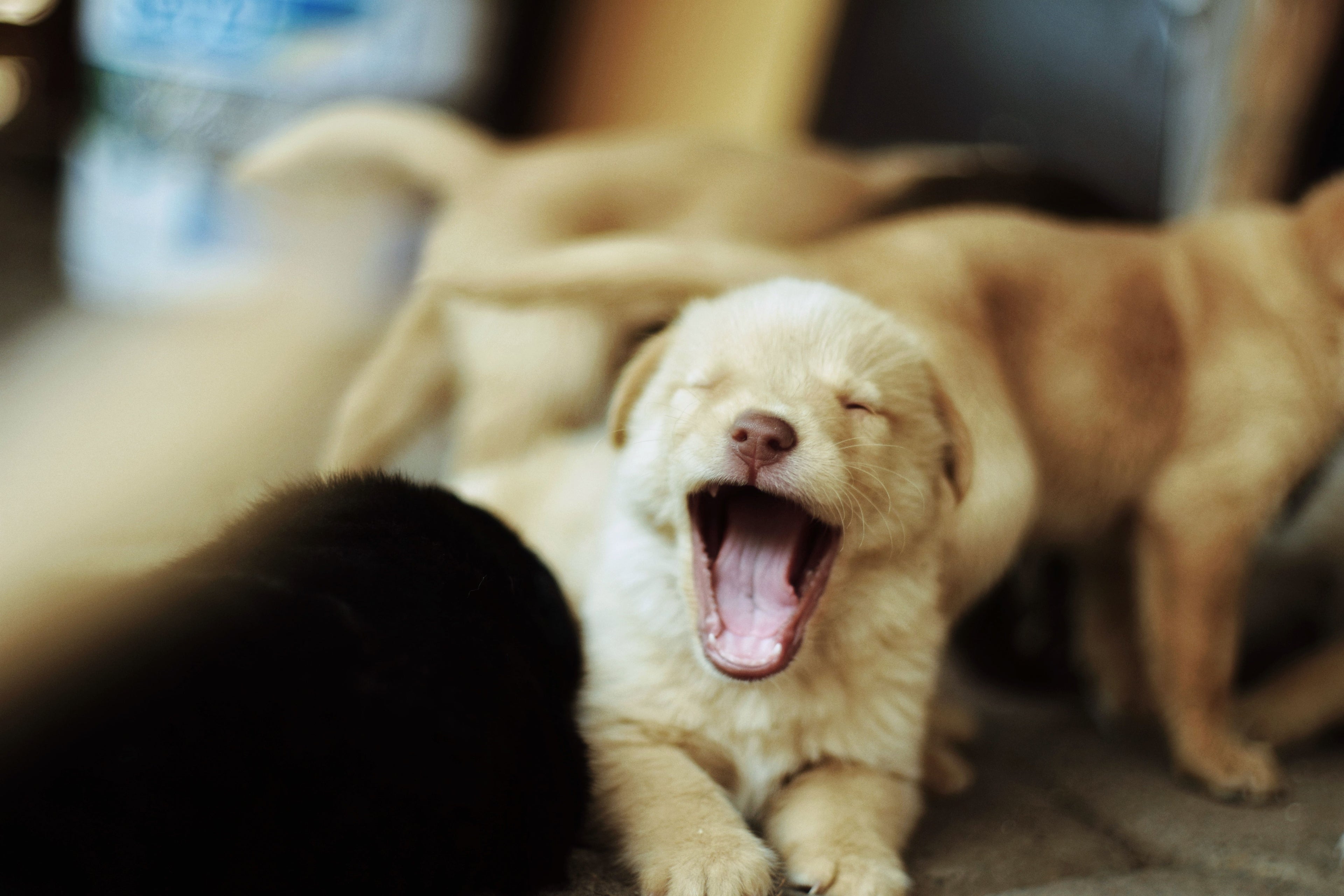 Add-On: Senior/Puppy Care