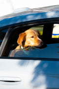 Add-On: Vet/Groomer Transportation