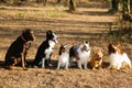 Add-On: Additional Dog