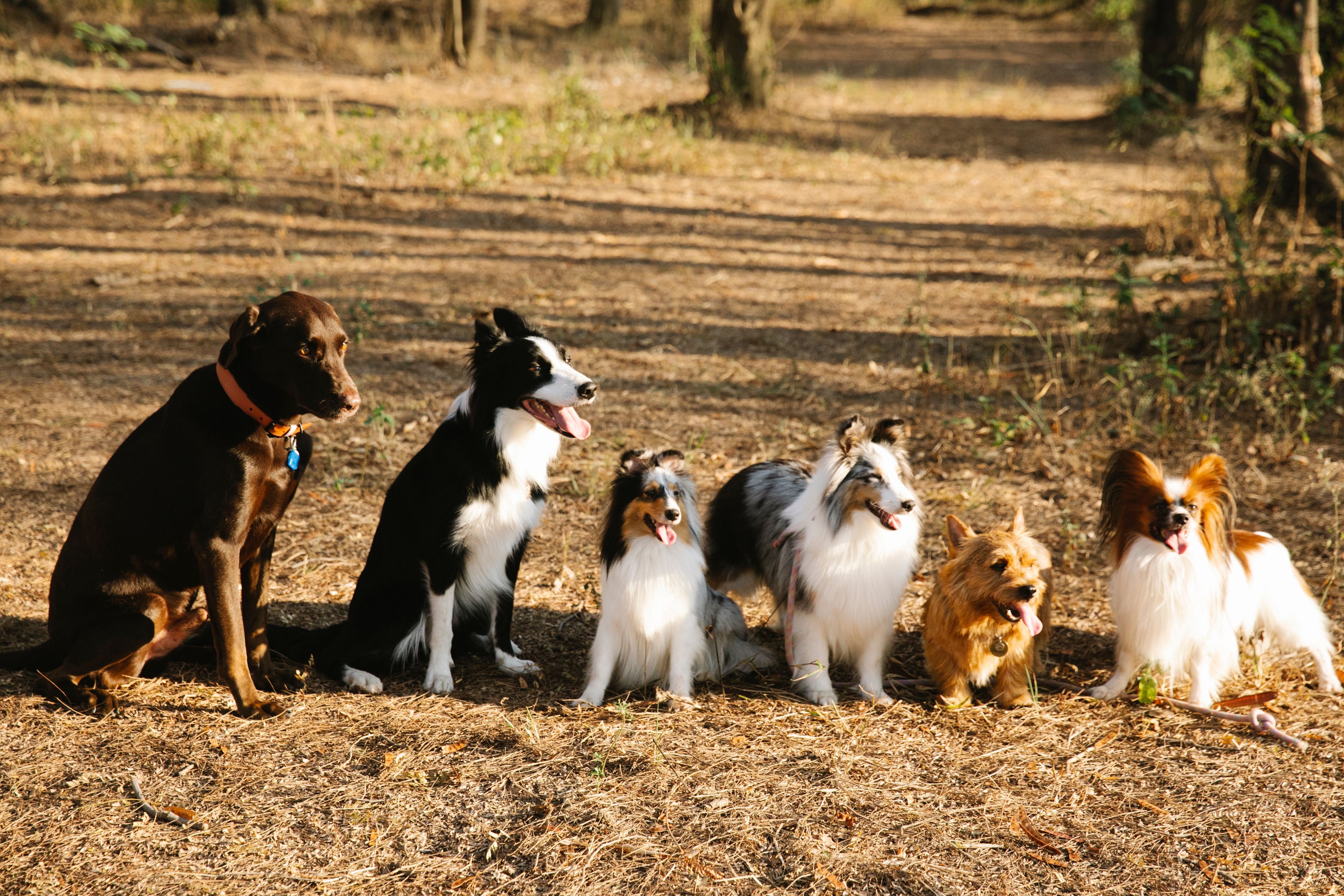 Add-On: Additional Dog