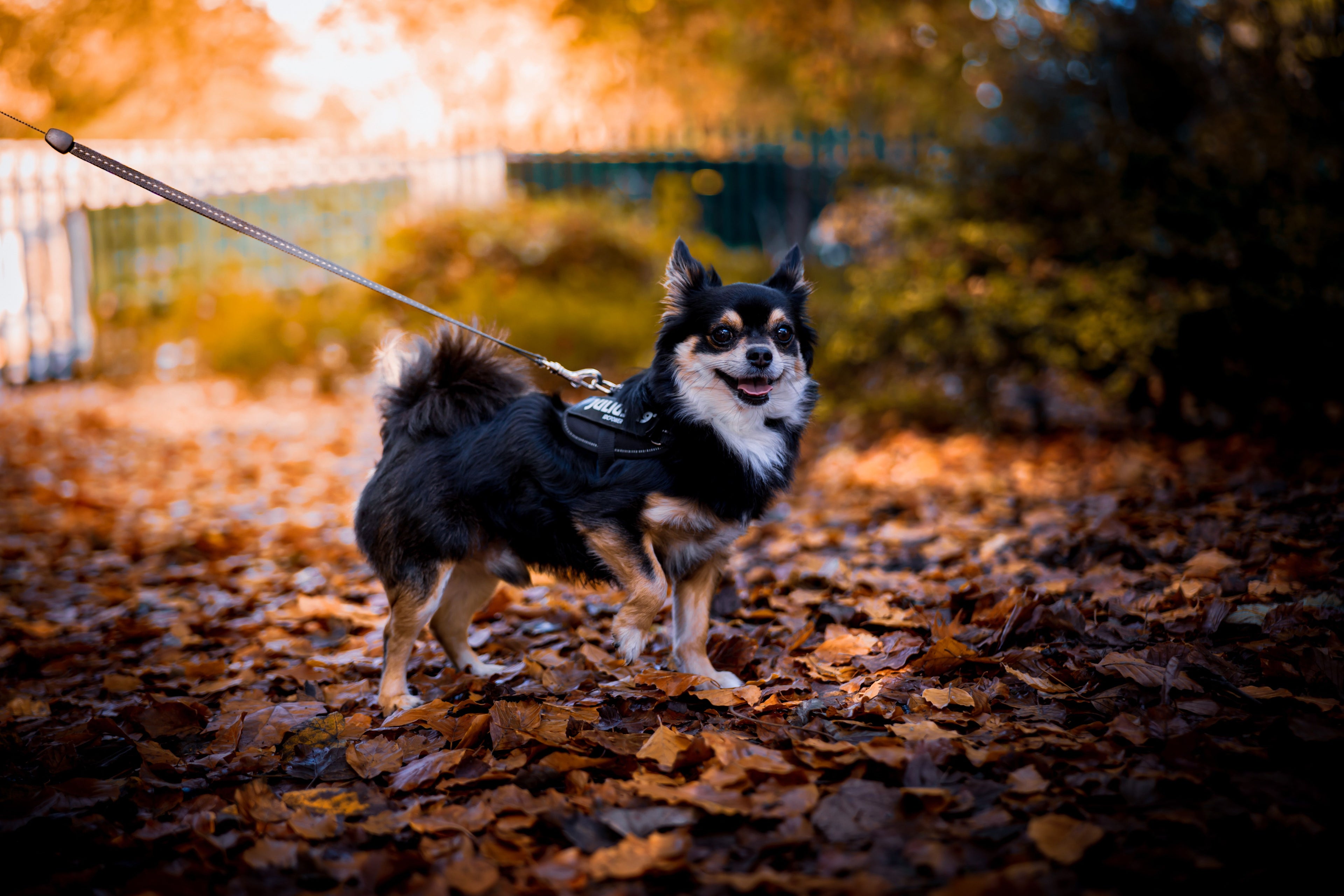Dog Walk
